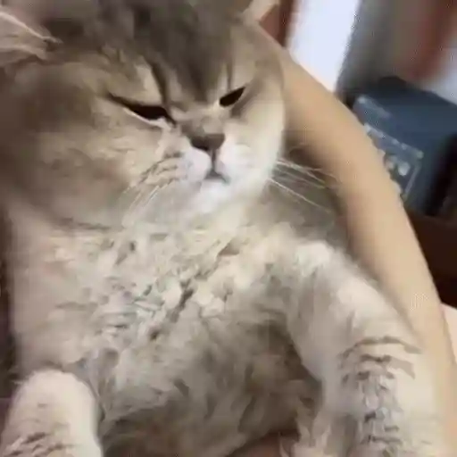 Figurinha: Gato preguiçoso bocejando