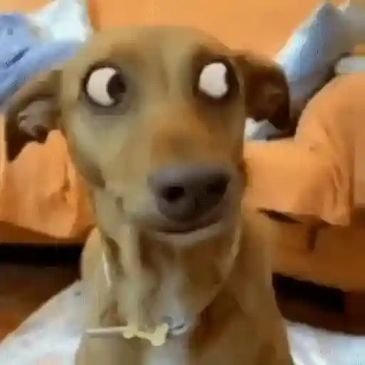 Figurinha: Cachorro com olhos arregalados
