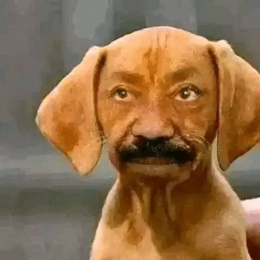Figurinha: Cachorro com cara de velho