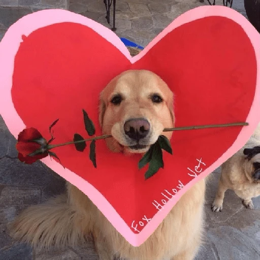 Figurinha: Cachorro Romântico com Rosa
