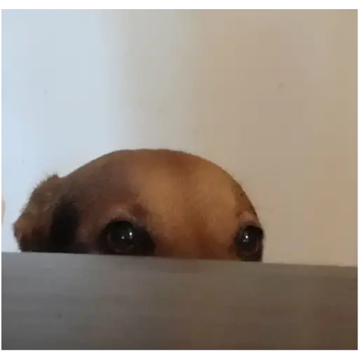 Figurinha: Cachorro espiando