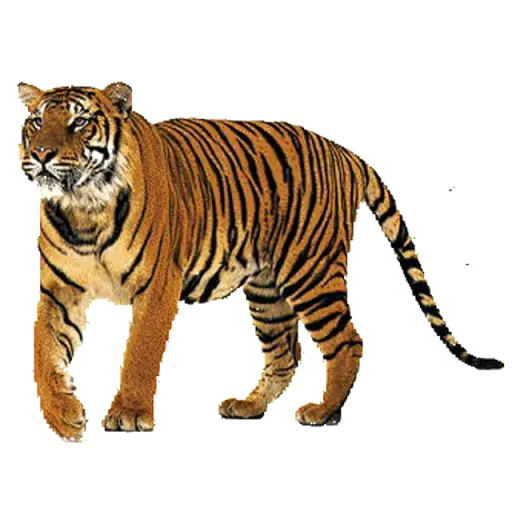 Figurinha: Tigre andando