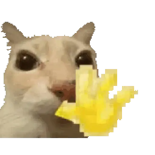 Figurinha: Gato Pedindo