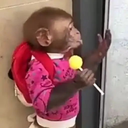 Figurinha: Macaco Curioso Comendo Doce