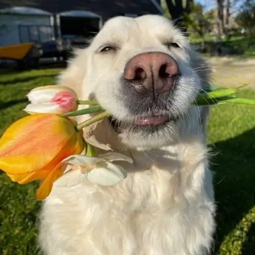 Figurinha: Cachorro com Tulipas