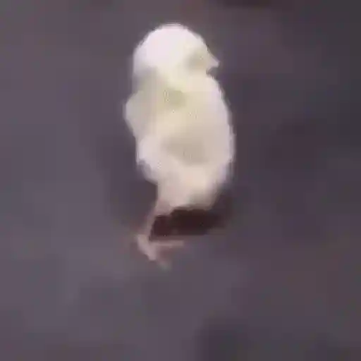 Figurinha: Pintinho dançando