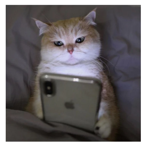 Figurinha: Gato no celular