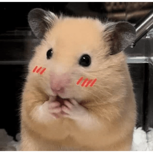 Figurinha: Hamster Fofo