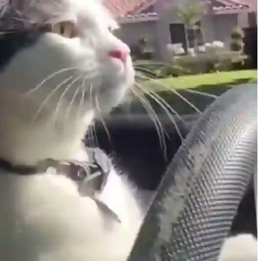 Figurinha: Gato motorista