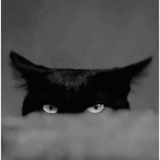 Figurinha: Gato preto espião