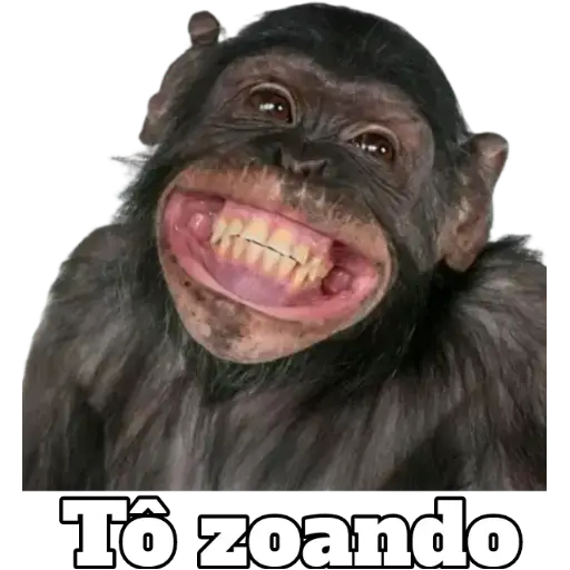 Figurinha: Macaco zoando