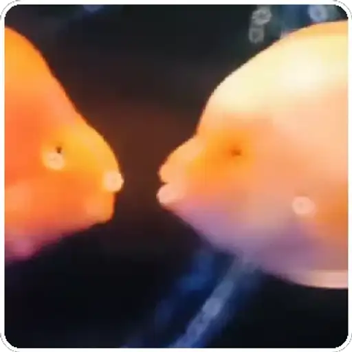 Figurinha: Peixinhos se beijando