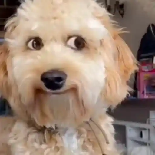 Figurinha: Cachorro confuso