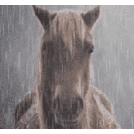 Figurinha: Cavalo na chuva