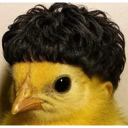 Figurinha: Pintinho com cabelo de Crente