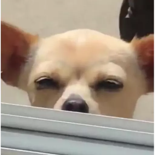 Figurinha: Cachorro espião