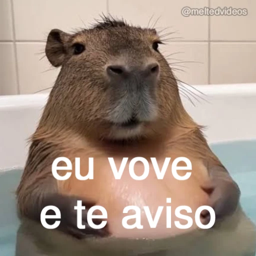 Figurinha: Capivara no banho avisa