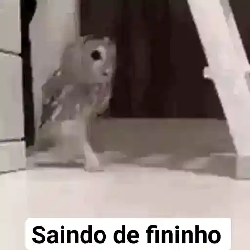 Figurinha: Coruja sapeca