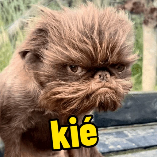 Sticker: Perro enojado 'Kié'