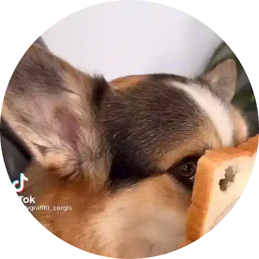 Figurinha: Cachorro Corgi com Fatias de Pão