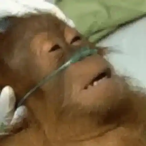 Figurinha: Macaco com Sonda Nasal