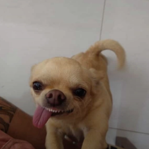 Figurinha: Cachorro engraçado com língua pra fora