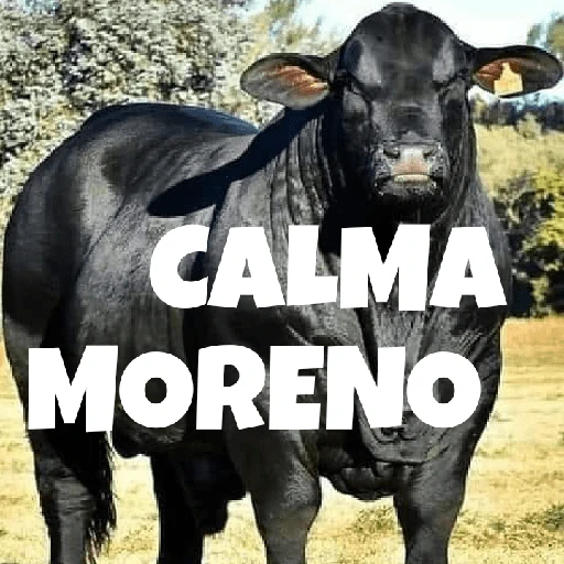 Figurinha: Calma Moreno