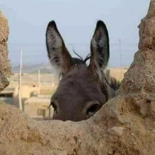 Figurinha: Burro espião