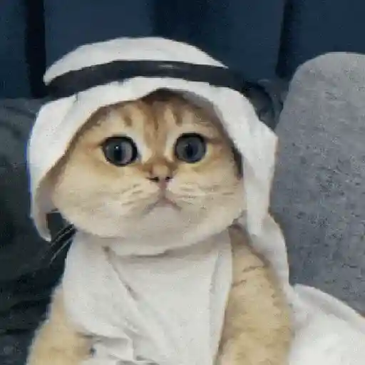 Figurinha: Gato com Keffiyeh