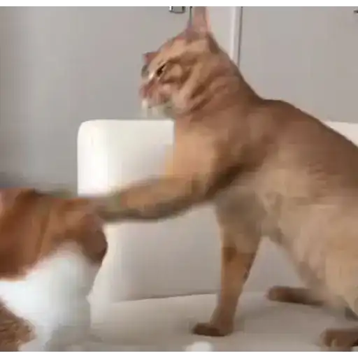Figurinha: Gato dando tapa no amigo