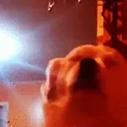 Figurinha: Cachorro Hipnotizado por Luz Azul