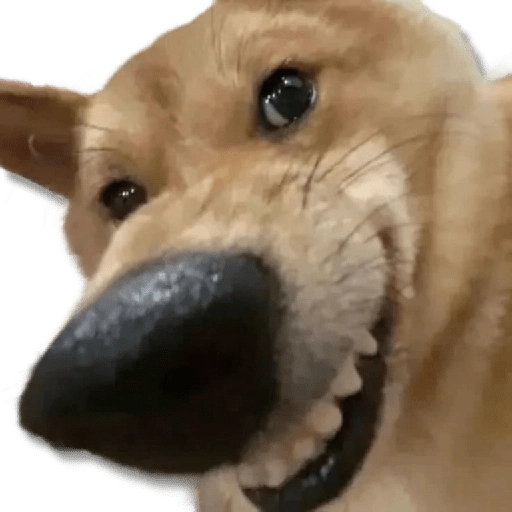 Figurinha: Cachorro com cara de bravo