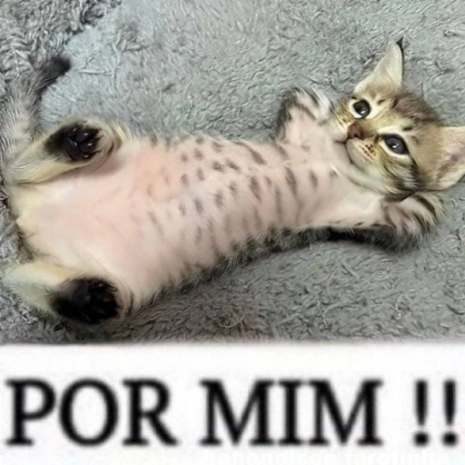 Figurinha: Gatinho fofo "Por Mim"