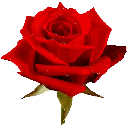 Figurinha: Rosa vermelha com gotas