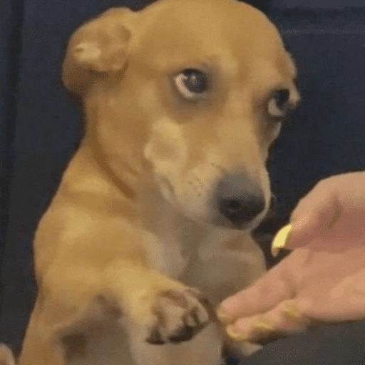 Figurinha: Cachorro desconfiado