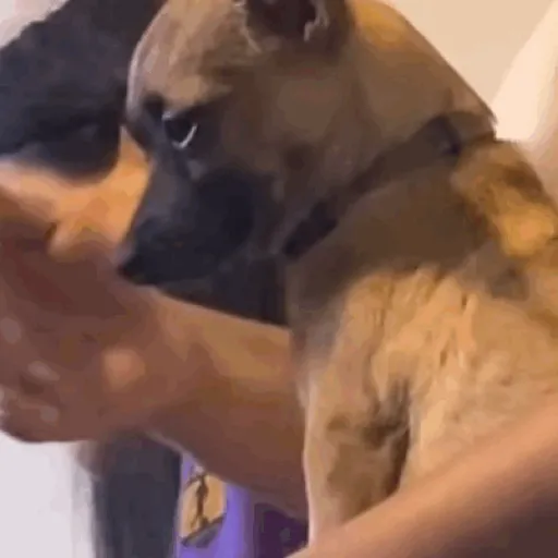 Figurinha: Cachorrinho Fofo Leva Mão na Cara