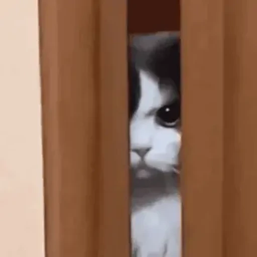 Figurinha: Gatinho espião