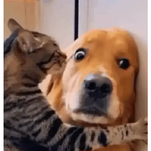 Figurinha: Gato abraçando cachorro