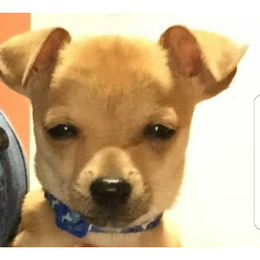Figurinha: Cachorrinho triste