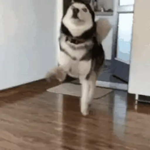 Figurinha: Cachorro Dançando