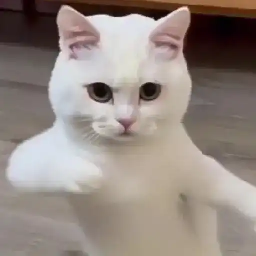 Figurinha: Gatinho Branco Triste
