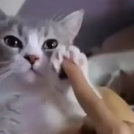 Figurinha: Gato fofo pedindo carinho