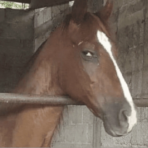 Figurinha: Cavalo com cara de poucos amigos