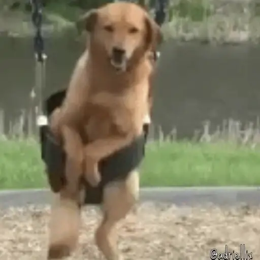 Figurinha: Cachorro feliz no balanço