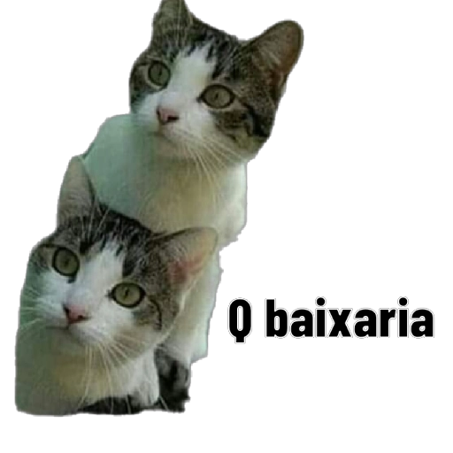 Figurinha: Gatos confusos