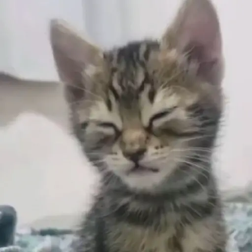 Figurinha: Gatinho Sonolento