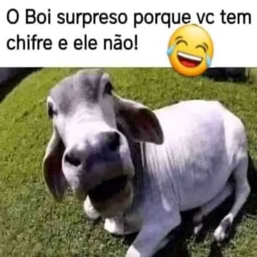 Figurinha: Boi surpreso porque vc tem chifre