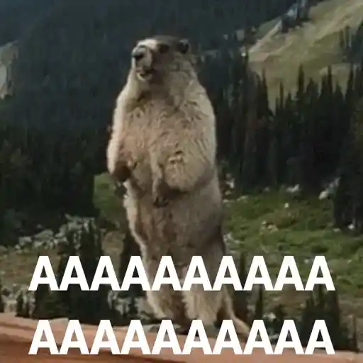 Figurinha: Marmota Grita Aaaaaaaa