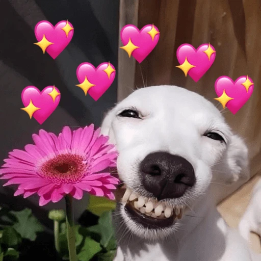 Figurinha: Cachorro com flor e corações