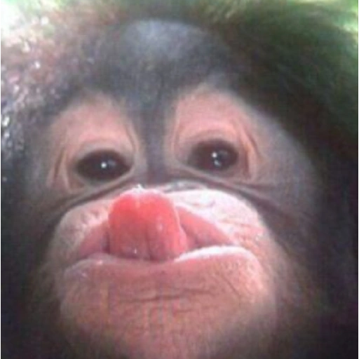 Figurinha: Macaco com a língua para fora